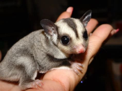 Find local sugar glider in exotic pets in the uk and ireland. Sugar Glider Animals For Sale | Arvada, CO #91538