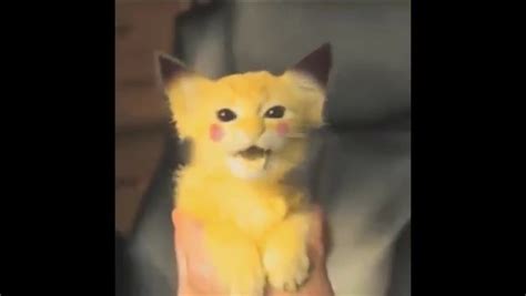 Pokemon Kitty Pikachu Cat Kittens Cutest Cute Animals