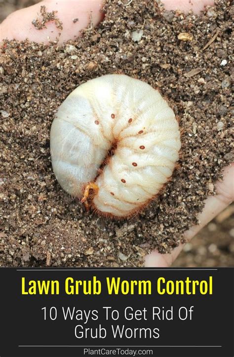 Grub Worm Killer 10 Ways To Get Rid Of Lawn Grubs Artofit