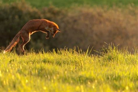 35 Award Winning Wildlife Animal Photography Examples Of 2017