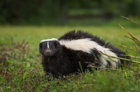 Skunk history and some interesting facts