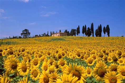 Los paisajes imprescindibles de la Toscana Piazza del Campo Siena Galería de fotos de