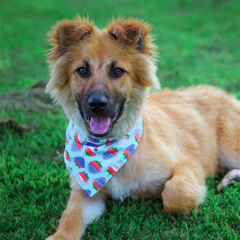 German Shepherd Golden Retriever Mix Excellent Dog With The Perfect