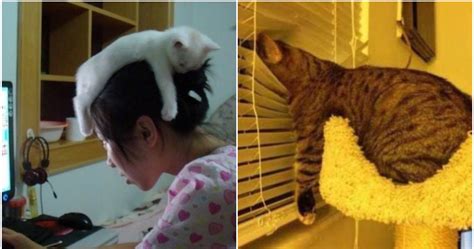 25 Pictures That Prove Cats Can Sleep Anywhere