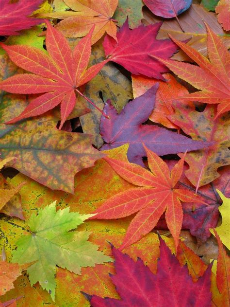 Red Orange Purple Green Leaves Leave In Autumn Inspiration Color Inspiration Fashion