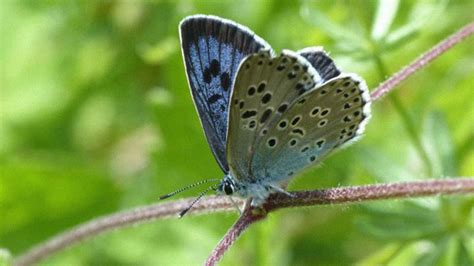 After 150 Years Of Extinction Large Blue Butterfly Has
