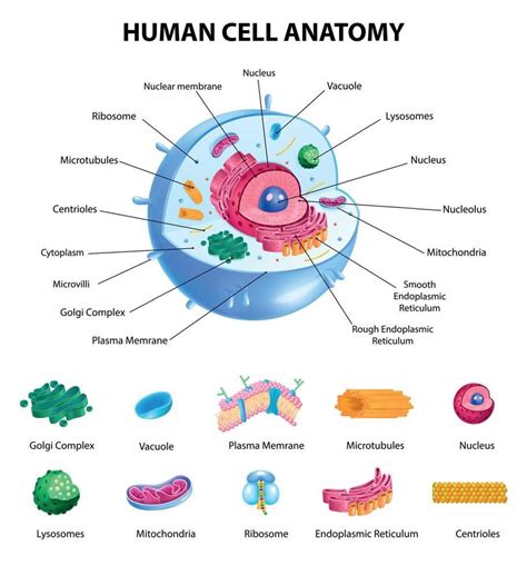 Biology Art Biology Lessons Cell Biology Teaching Biology Human