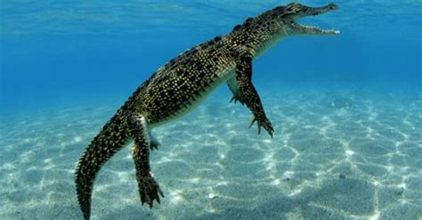 Saltwater Crocodile Natures Beauties Pinterest Cars Animals And