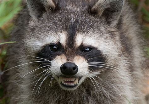 Can Dogs Get Rabbies From Biting Racoon Racoons Raccoon Attack