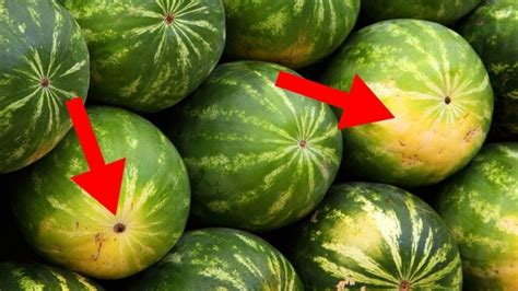 die perfekte wassermelone mit diesen 8 methoden wirst du sie finden schonheitsideen