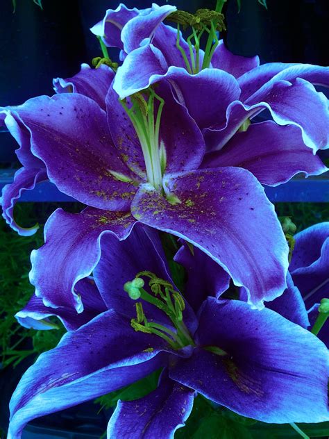 Flora comes from the latin for 'flower' and was the name of the roman goddess of flowers and derived from the latin 'viola' this name means purple flower and is one of the earliest flower. Purple Lily | Flowers, Gardens and Flower