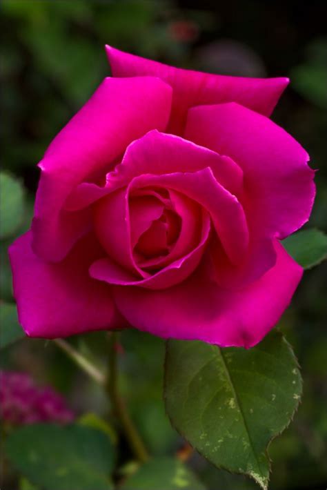 Dark Pink Rose Pansies Flowers Beautiful Rose Flowers Beautiful Roses