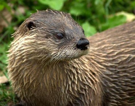 River Otter Facts Top 20 Interesting Facts About North American River