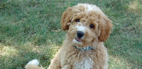 Check spelling or type a new query. Thinking of buying a Labradoodle? | Lab Land
