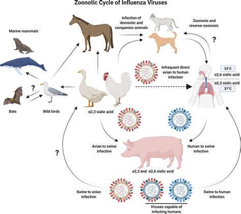Avian Influenza Life Cycle