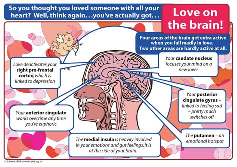 Brain Health Love On The Brain Research