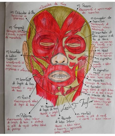 Musculos Da Face E Suas Funções