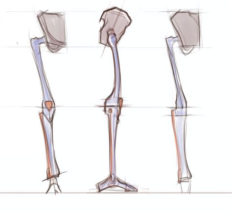Anterior muscles of the lower leg, lateral fibularis group and posterior muscles of the lower le. figuredrawing.info news: Leg anatomy - process