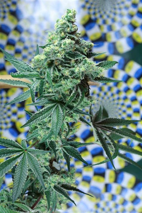 Quantum Kush Von Subcools The Dank Cannabis Sorten Infos