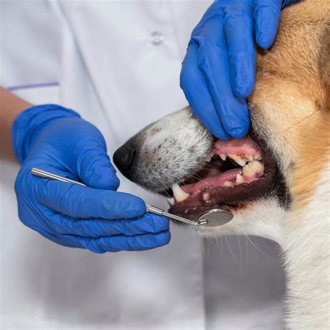 veterinary dentistry on the cusp vet advantage