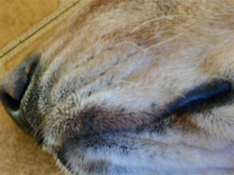 Dog Lip Fold Dermatitis Pethelpful