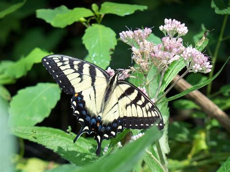 Canadian Tiger Swallowtail Butterfly Photograph By Corinne Elizabeth