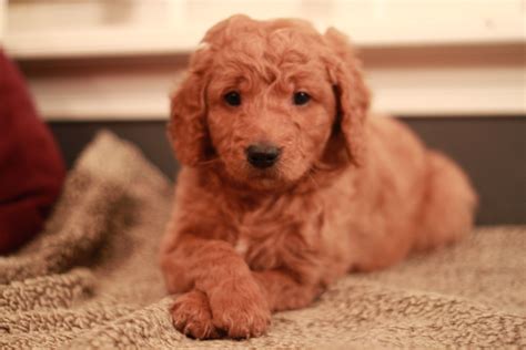 Teddy Red Goldendoodle Puppy At 6 Weeks Old From Rivervalleydoodles