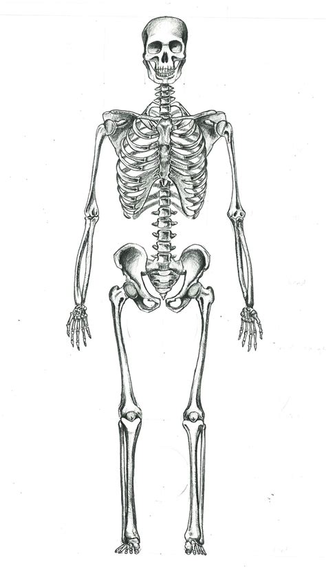 He also came tantalizingly close to understanding how blood moved through the body, a mystery that wouldn't be drawings on display. Skeletal Muscular System - Human Body Care