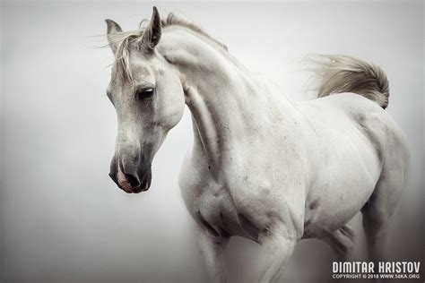 Horses I By Dimitar Hristov 54ka Photography Portfolio