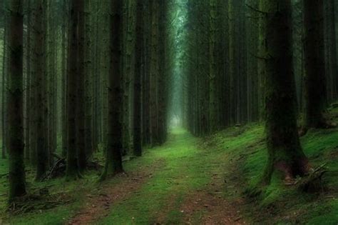 Deep In The Forest France By Fidelo Beautiful Forest Worlds Most