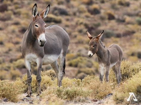 Demand Congress Sponsor The Ejiao Act To Stop The Donkey Skin Trade