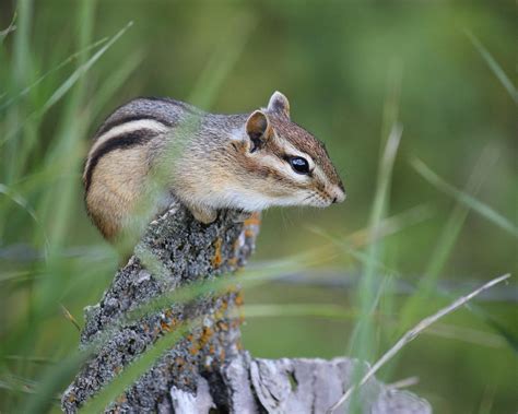 Portrait Of A Chipmunk Photograph By Penny Meyers