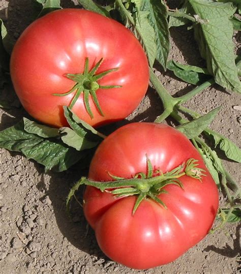 Mariannas Peace Heirloom Tomato Seeds Organic Tomatofest