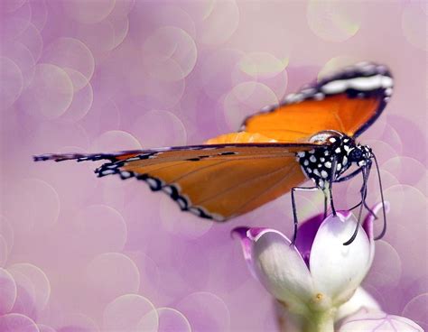 The Butterfly By Jassi Oberai Via 500px Butterfly Nature