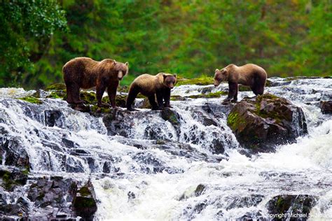Lex Alaska Chichagof Island Brown Bears Sunstone Tours And Cruises