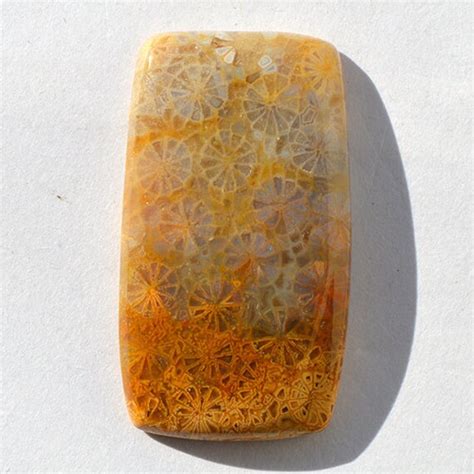 Natural Fossil Coral Gemstone Best Designer Coral Cabochon Loose