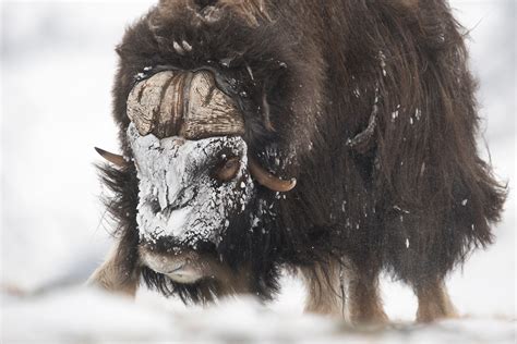 Wildlife Photography In Norway Nikon Rumors