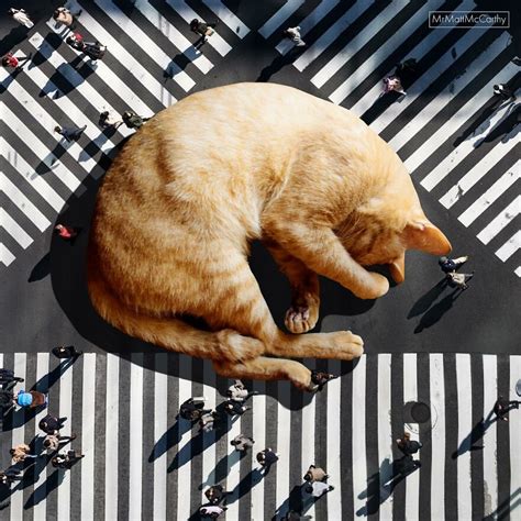 Artist Imagines The World With Giant Cats And The Result Is Purrrfect