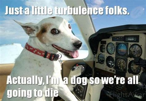 Dog Flying Plane Meme Dogperday