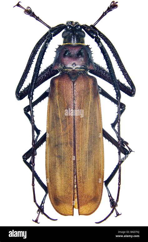 Philippine Cerambycid Or Longhorn Beetle Stock Photo Alamy