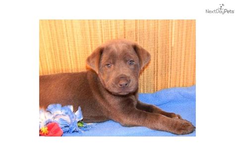 Paper trained and started on cra… Chinese Shar-Pei puppy for sale near Tuscarawas Co, Ohio ...