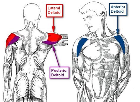 Upper limb trauma programme injuries. Lateral Deltoid: Functional Anatomy Guide • Bodybuilding ...