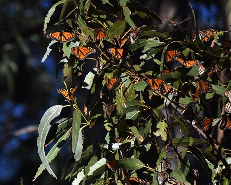 Pismo Butterfly Grove 3 Lynnette Flickr