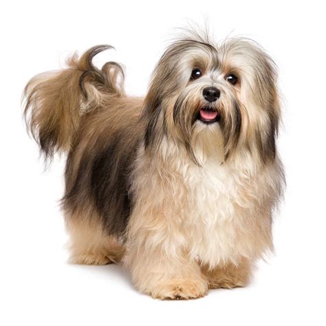 Havachon Dog Breed » Information, Pictures, & More