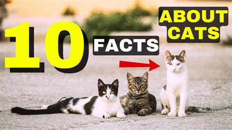 10 Facts About Cats Youtube