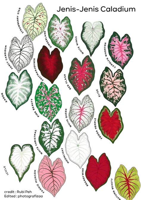 Listen to mencurah janji daun keladi by kembara, 60 shazams. Syngonium Caladium Icicle, Pokok Keladi Putih | Blog ...