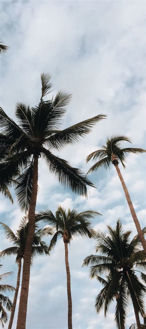 Sydneyrapp Palm Tree Photography Palm Trees