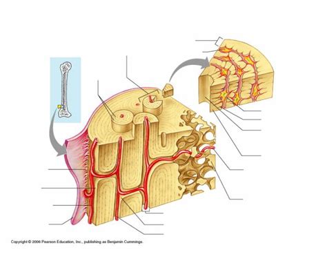 Microscopic Anatomy Of Compact Bone