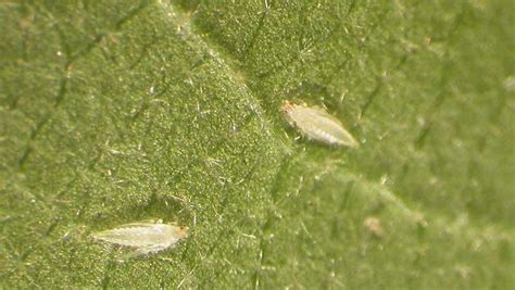 Thrips Indoors