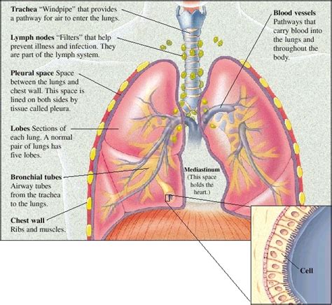 Lung Anatomy Saint Lukes Health System
